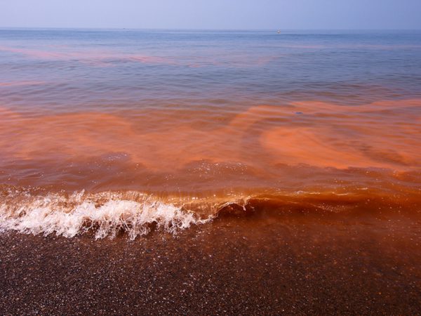 Influencia de las variables climáticas y condiciones del agua en la aparición de mareas rojas en la Ría de Vigo
